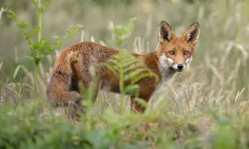 Fox in a field