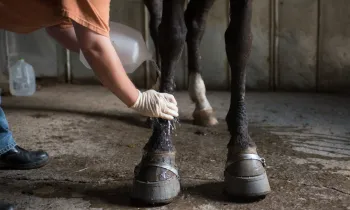 Person rubbing fluid on a horse's legs