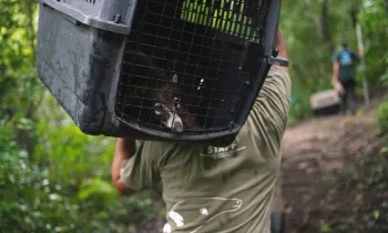 A coati peeks through their travel crate as their carried deeper into the Guatemalan jungle, where they will be released back into the wild