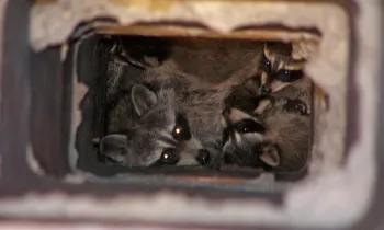 A group of raccoons inside a chimney