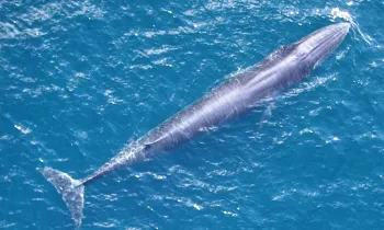 Rice’s whale (Balaenoptera ricei)