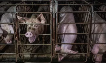 Four pigs confined in metal cages called gestation crates.