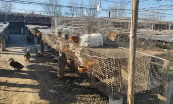  An outdoor farm area with rows of raised wire cages on concrete posts. Inside the cages are small animals