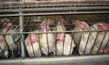 Hens confined to a battery cage in Iowa