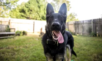 The image features a happy, black and tan German Shepherd standing in a fenced backyard.