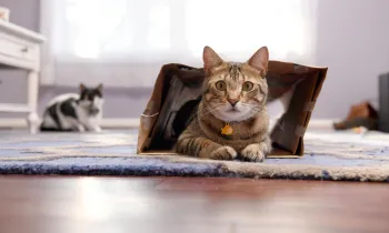 Cat sitting inside a paper bag looking towatd the camera.