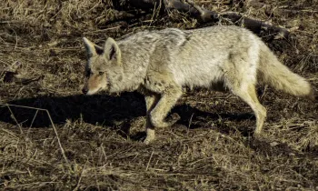 Coyote walking through a dry, brown field.
