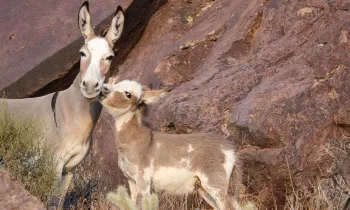 Two donkeys, an adult and a young one, nestled among large rocks in a desert landscape.