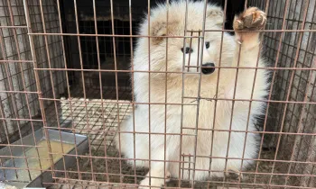A dog, standing behind a wire cage