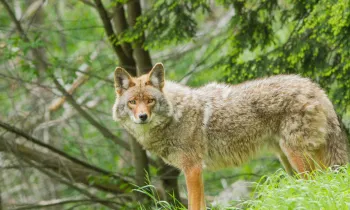A coyote standing in the grass with a wooded area in the background. 