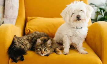 Small white dog and a tabby cat lounging on a chair together