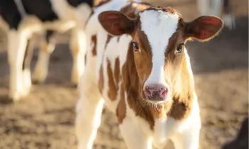 Calf