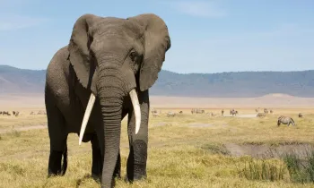 An elephant in a large field