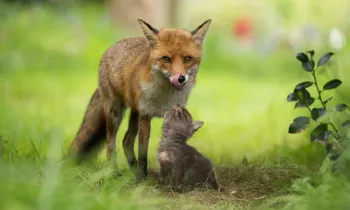 A very young fox cub looking up at its mother