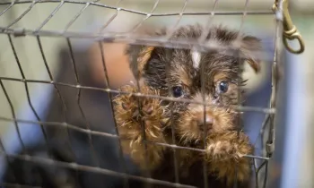 Puppy at puppy mill before being rescued