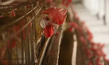 Batter caged chicken