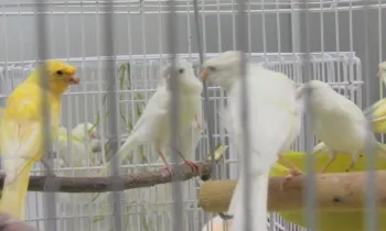 birds
