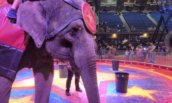 Carden circus elephants giving rides