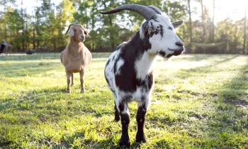 Goats standing in a sunny, lush field. 