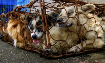 Dogs crammed into cage