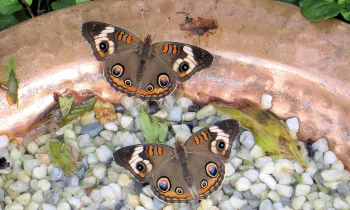 Two butterflies perch on wet pebbles in a shallow copper-colored pollinator bath, surrounded by leaves and water.