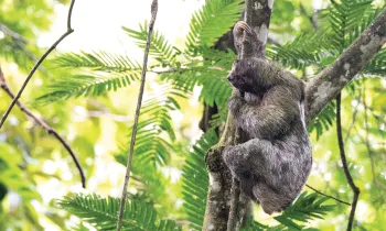 A sloth clings to a tree trunk high in a green forest canopy.