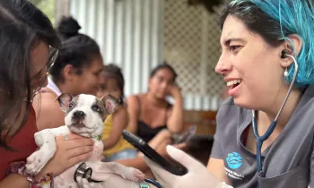A Humane World for Animals vet examines a little dog at a clinic. 