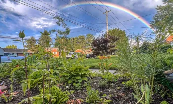 A front yard filled with native plants and a beautiful rainbow in the distance. 