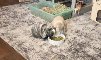 Two pet rabbits sitting on a rug eating food together from a bowl