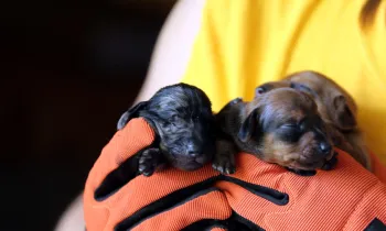 Rescued puppies