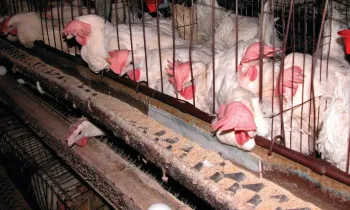 Hens in a battery cage
