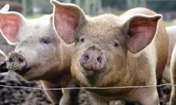 Two pigs standing together