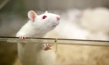 Research and technology stock photo of a white mouse or rat in a laboratory setting