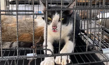 A cat in a small cage