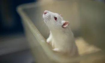 White laboratory rat inside a plastic container.