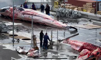 A whale being butchered at a whaling station in Iceland