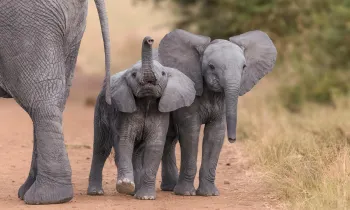 Young elephants walking in the wild