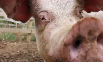 Close-up of a pig's face and snout