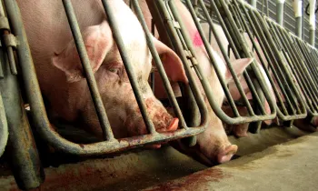 Pigs in a confined area