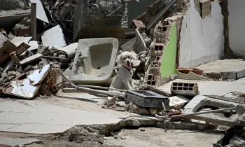 Dog sitting amongst rubble