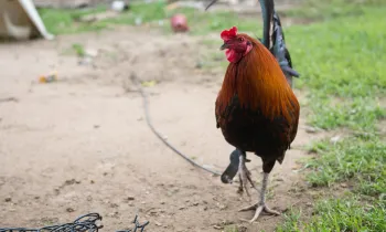 rooster tethered
