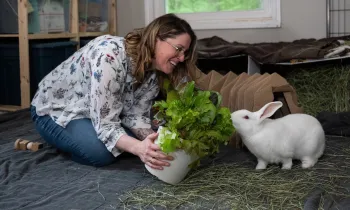 At the rabbit rescue Save the Buns, a woman holds out a bouquet of lettuce to a white rabbit who as been rescued from research.