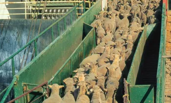 Live transport of sheep