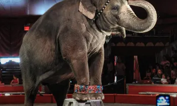 Elephant in a circus