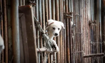 Gwangju Dog Meat Farm white dog looks out