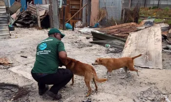 Two dogs after a flood in South Africa