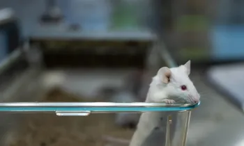 A female mouse stands up to sniff and look over the edge of her container after its lid is opened at a biomedical breeding facility housing 7,000 mice and rats. Several strains of mice, including C57BL/6, are bred at this lab. The animals live either alone in the containers, with breeding partners, or with their young. Undisclosed location, Mexico, 2025. Jo-Anne McArthur / Te Protejo / We Animals