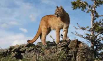 A big cat standing on rocks outdoors.