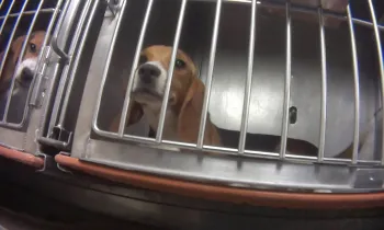 A beagle in a testing facility look out a metal cage