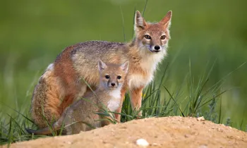 Swift foxes